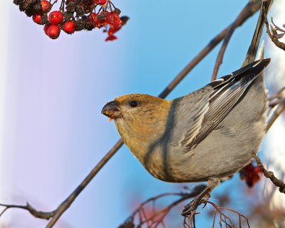 Pine Grosbeak/Tallbit