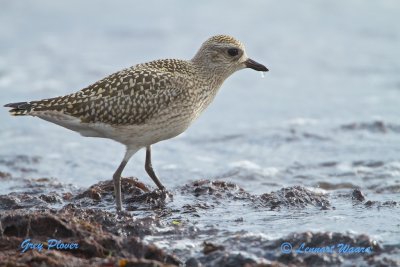 Grey Plover/Kustpipare