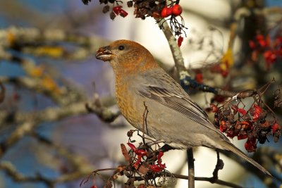 Pine Grosbeak/Tallbit