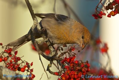 Pine Grosbeak/Tallbit