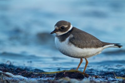 Common Ringed Plover/Större strandpipare