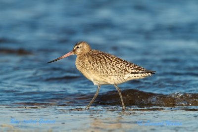 Bar-tailed Godwit/Myrspov