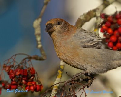 Pine Grosbeak/Tallbit