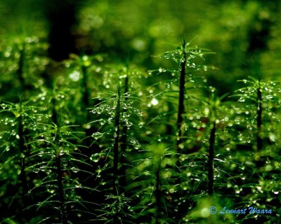 Moss with water droplets.