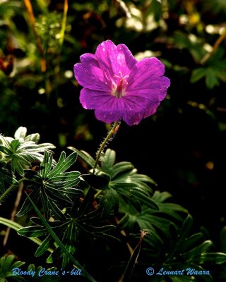 Blodnva / Bloody Cranes-bill / Geranium Sanguineum