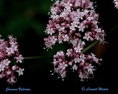 Fldervnderot / Common Valerian / Valeriana Sambucifolia