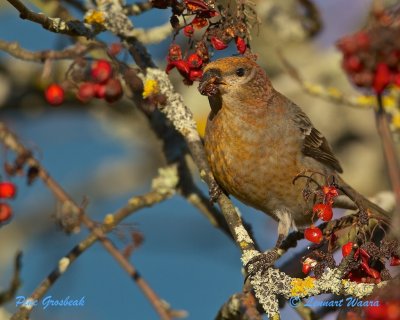 Pine Grosbeak/Tallbit