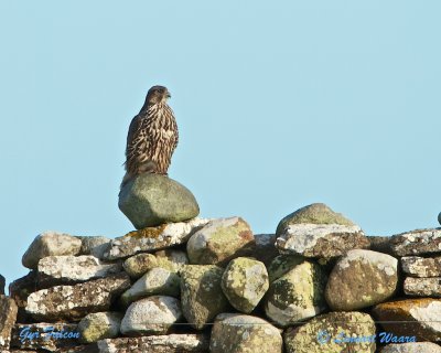 Gyr Falcon/Jaktfalk