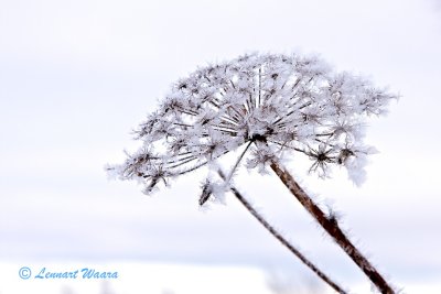 Ice crystals III