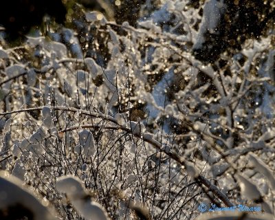 Snowfall in sunlight.