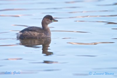 Little Grebe/Smdopping