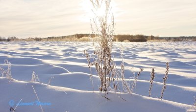 A frozen landscape (-15C).