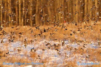 European Goldfinch/Steglits and Brambling/Bergfink