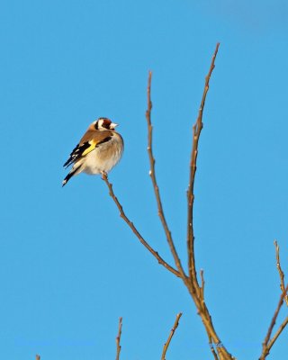 European Goldfinch/Steglits 