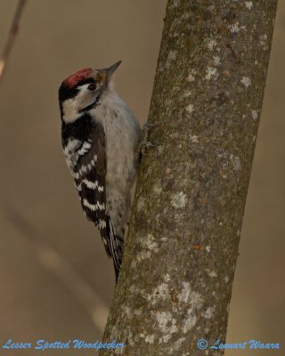 Lesser Spotted Woodpecker/Mindre hackspett