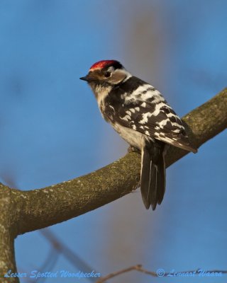 Lesser Spotted Woodpecker/Mindre hackspett