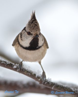 Crested Tit/Tofsmes