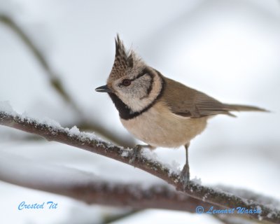 Crested Tit/Tofsmes