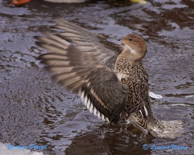 Stjrtand / Northern Pintail