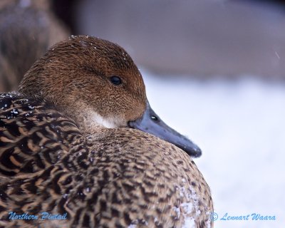 Northern Pintail/Stjrtand/female