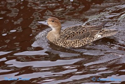 Northern Pintail/Stjrtand/female