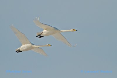 Whooper Swan/Sngsvan