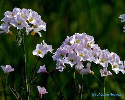 Krrbrsma / Cuckooflower / Cardamine pratensis