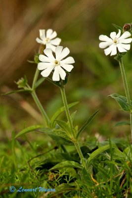 Vitblära / White Campion/Vitblära/Silene latifolia
