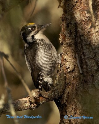 Three-toed Woodpecker/Tretig hackspett.