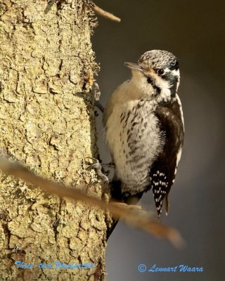 Three-toed Woodpecker/Tretig hackspett/ female.