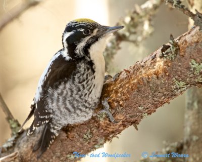 Three-toed Woodpecker/Tretig hackspett/ male.