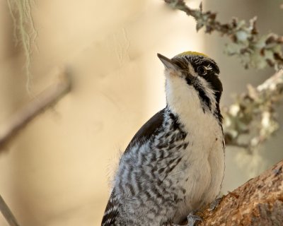 Three-toed Woodpecker/Tretig hackspett/ male.