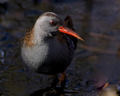 Water Rail/Vattenrall