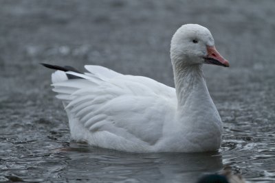 Sngs / Snow Goose