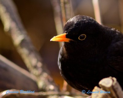 Common Blackbird/Koltrast