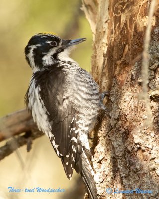 Three-toed Woodpecker/Tretig hackspett/ male.