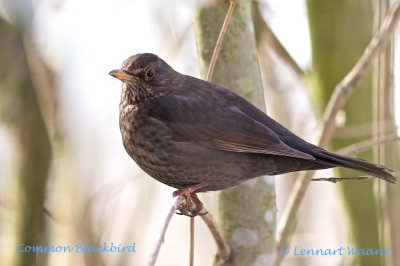 Common Blackbird/Koltrast/female