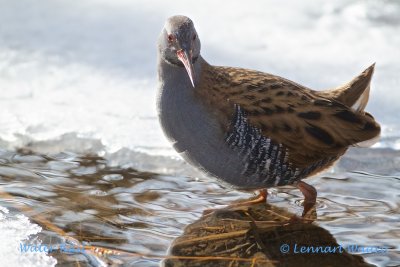 Water Rail/Vattenrall