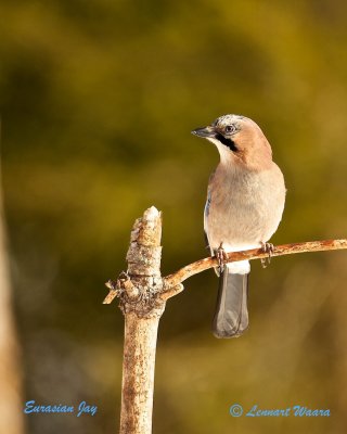 Eurasian Jay/Ntskrika