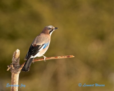 Eurasian Jay/Ntskrika