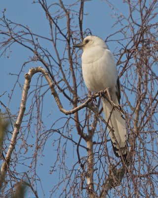 Common Magpie/Skata/ (white from leucism)