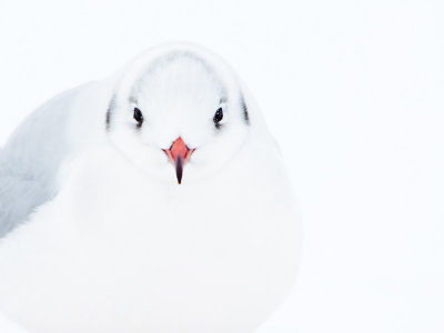 Kokmeeuw; Black-headed Gull