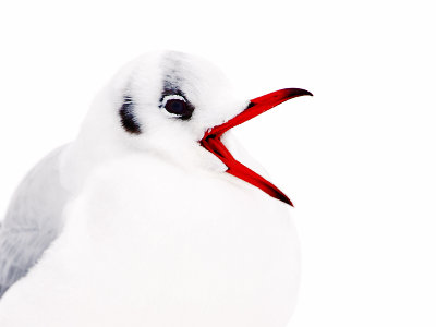 Kokmeeuw; Black-headed Gull