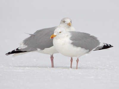 Zilvermeeuw; European Herring Gull