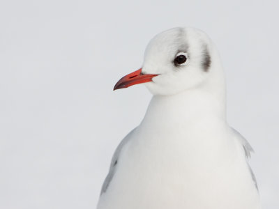 Kokmeeuw; Black-headed Gull