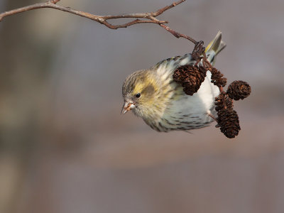 SIJS; Eurasian Siskin