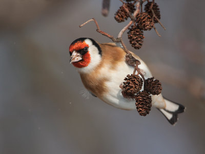 Putter: European Goldfinch