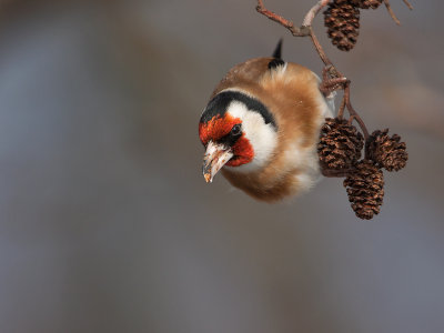 Putter: European Goldfinch