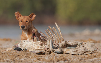 Hond; Sakone Senegal