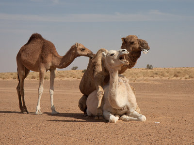 Dromedaris - Mauritania